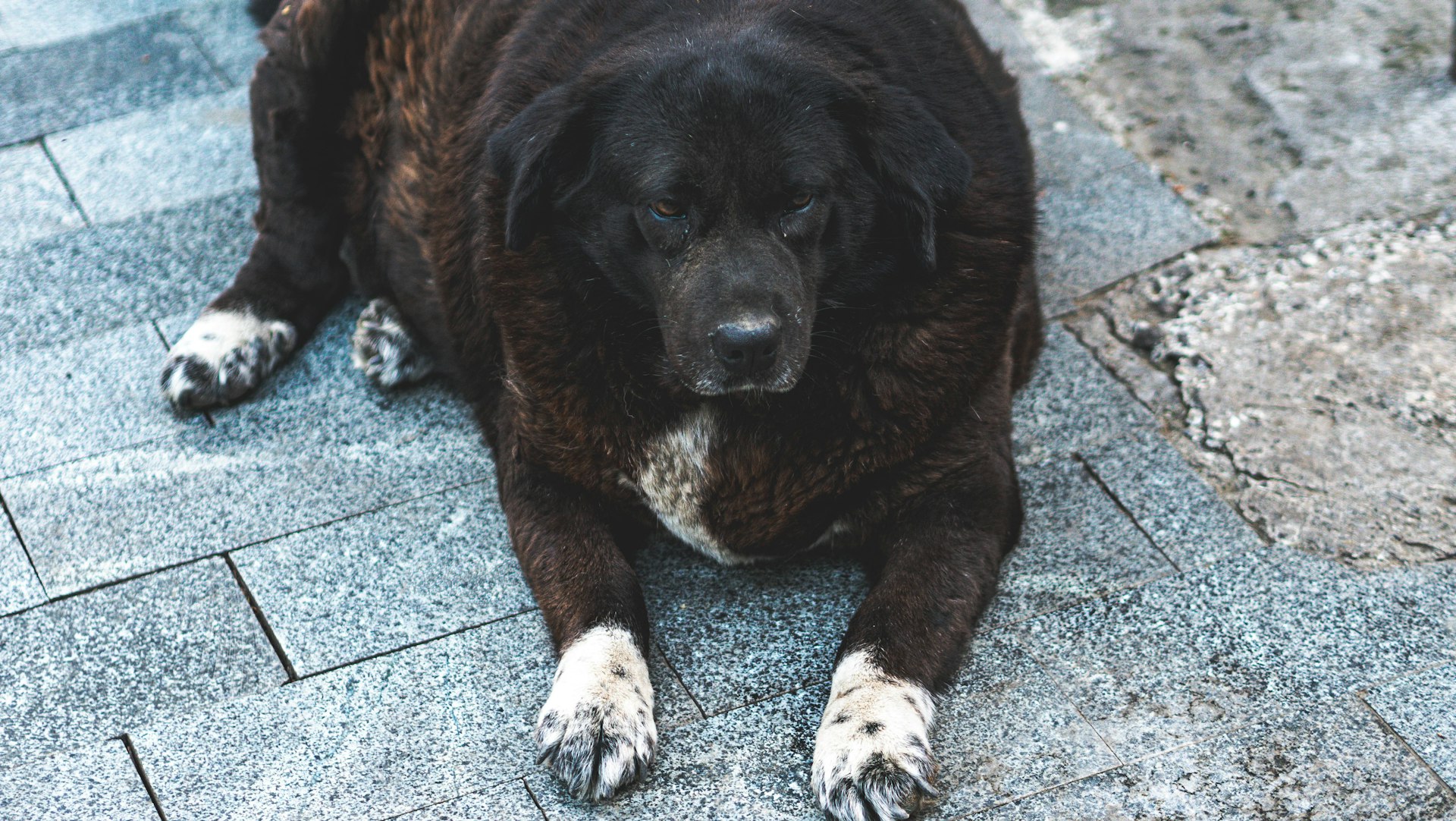 A large brown dog laying on top of a sidewalk