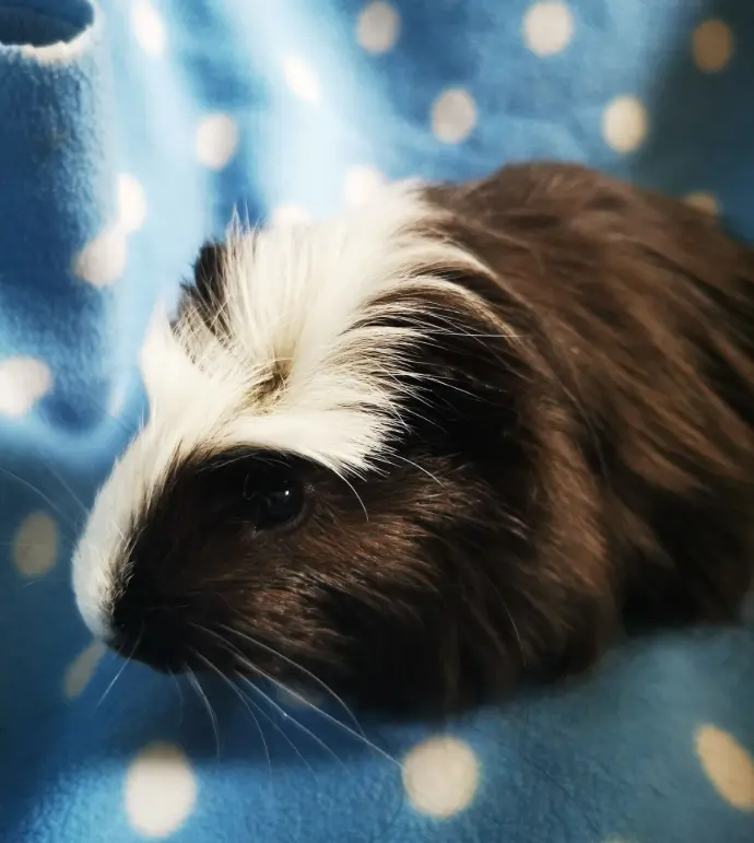 Guinea Pig