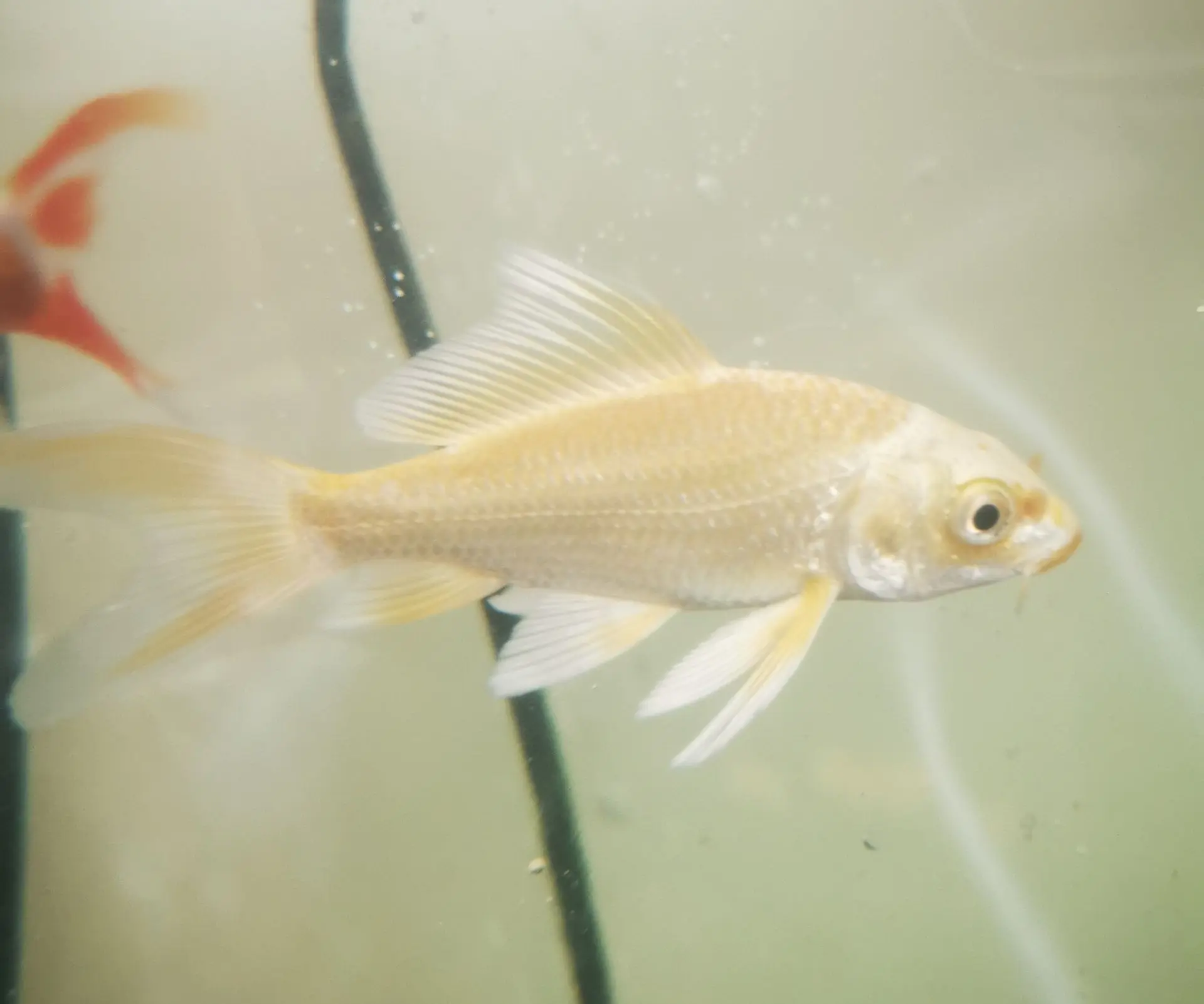 Koi